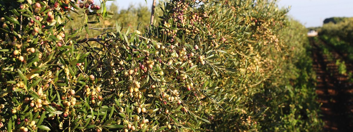 Agricultura ecológica: qué cambia en la protección del cultivo