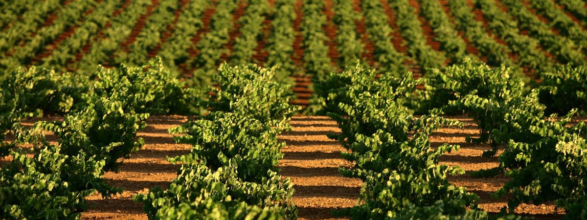 Plantación llave en mano: qué incluye y en qué orden se ejecuta