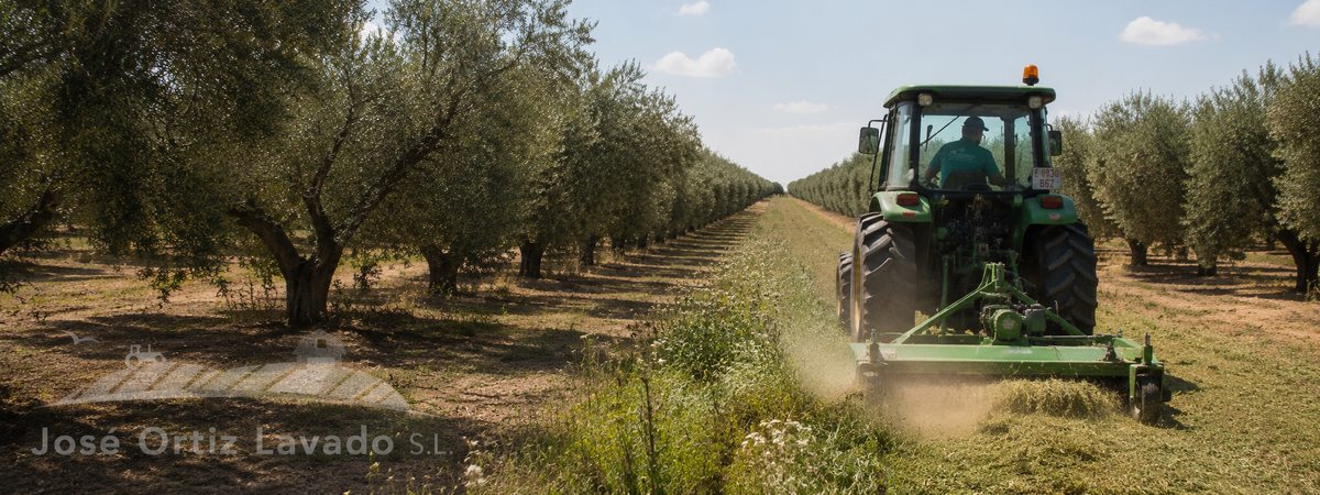 Control de malas hierbas en olivar, almendro y viñedo: elegir la estrategia adecuada