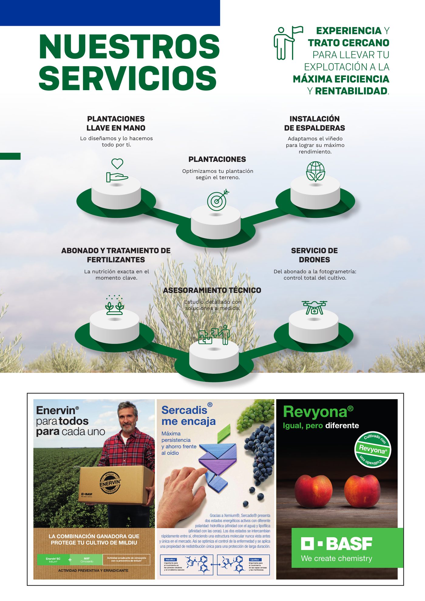Página «Nuestros servicios» del catálogo, con seis servicios dispuestos alrededor de una fotografía de plantación: plantaciones llave en mano, plantaciones, instalación de espalderas, abonado y tratamiento de fertilizantes, asesoramiento técnico y servicio de drones.