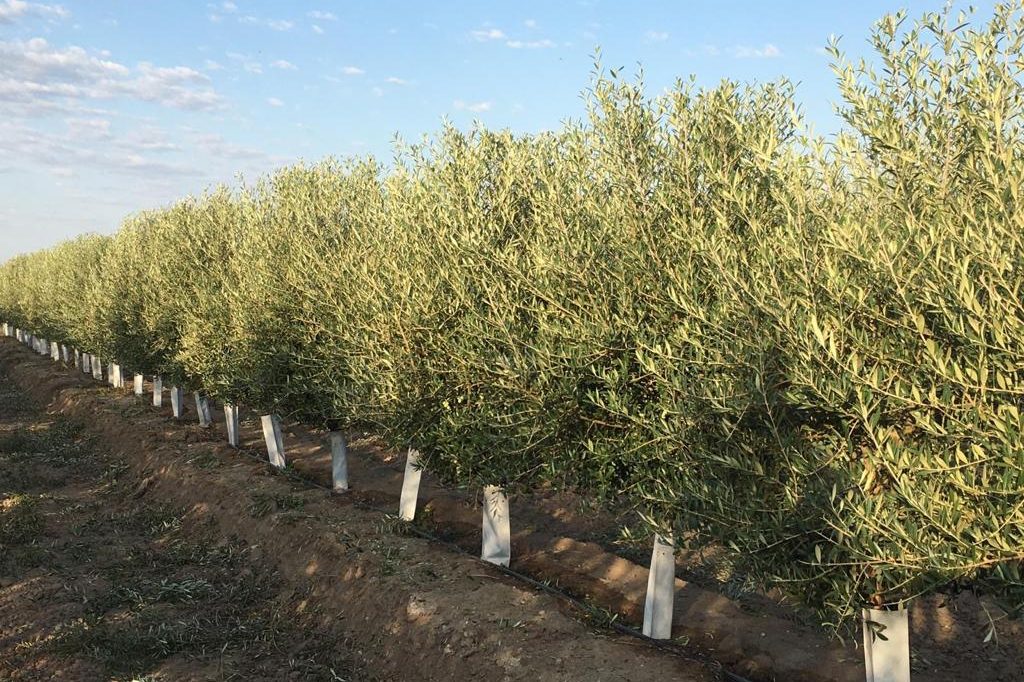 Olivar joven con protectores individuales en las líneas de plantación