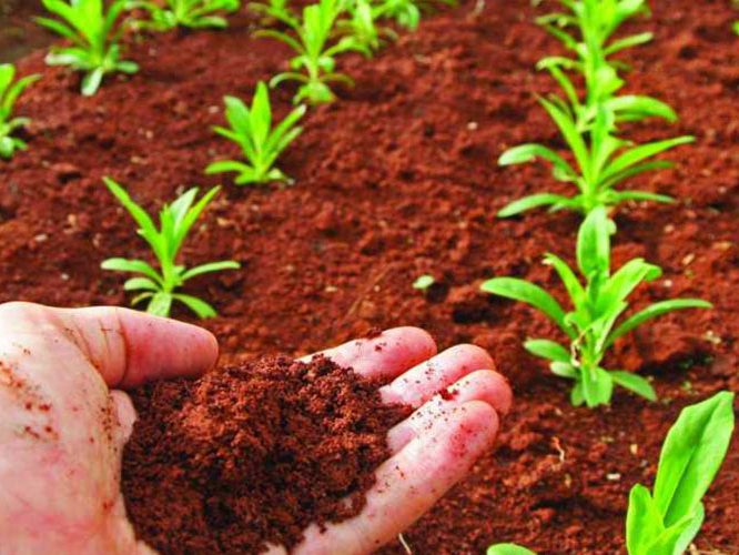 Agricultura ecológica