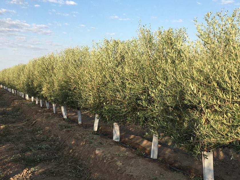 Marco de plantación y disposición de las líneas en olivar superintensivo