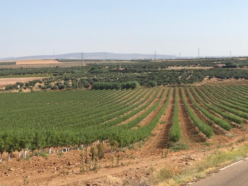 Vista general de una plantación en líneas sobre terreno ondulado
