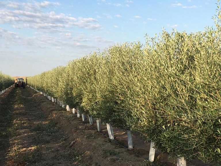 Olivar superintensivo joven con protectores individuales en la línea de plantación