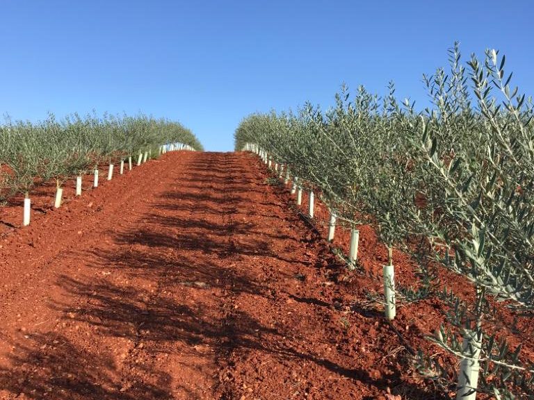 Líneas de plantación sobre terreno preparado y alomado en suelo rojo
