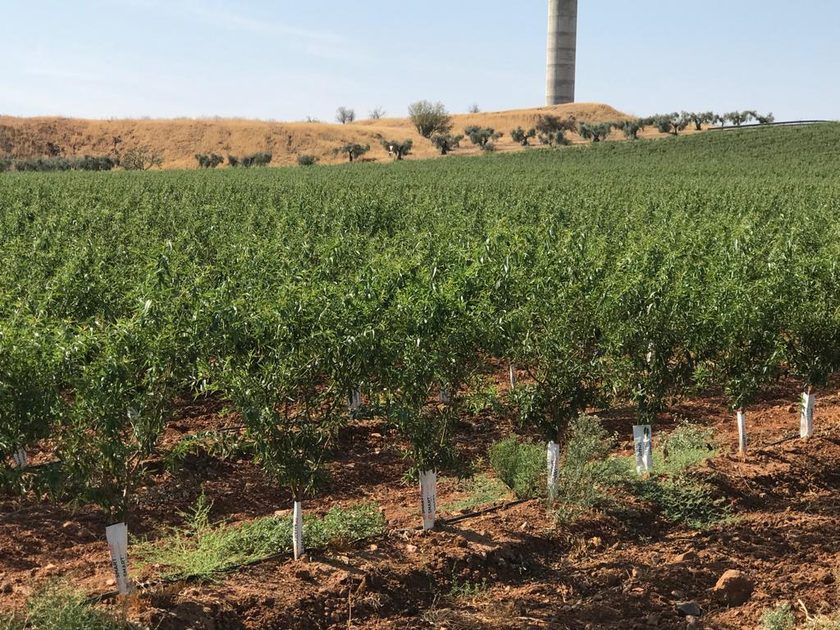 Plantación joven junto a las instalaciones de la empresa