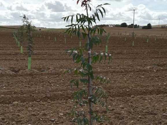 Planta joven con tutor y protector sobre terreno recién preparado