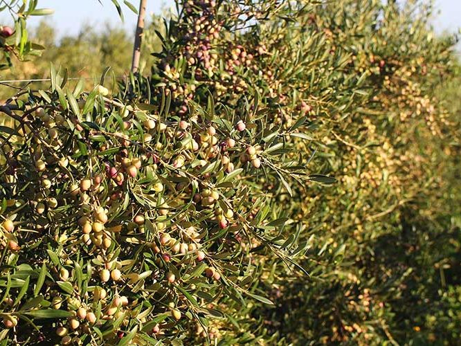 Plantaciones agrícolas diseñadas para cada terreno