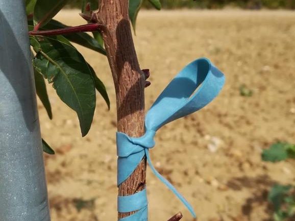Detalle de una planta joven con el injerto protegido con cinta y el tutor colocado