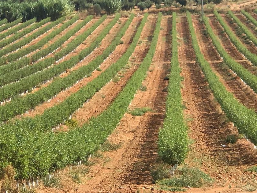 Vista elevada de una plantación en líneas regulares sobre suelo rojo