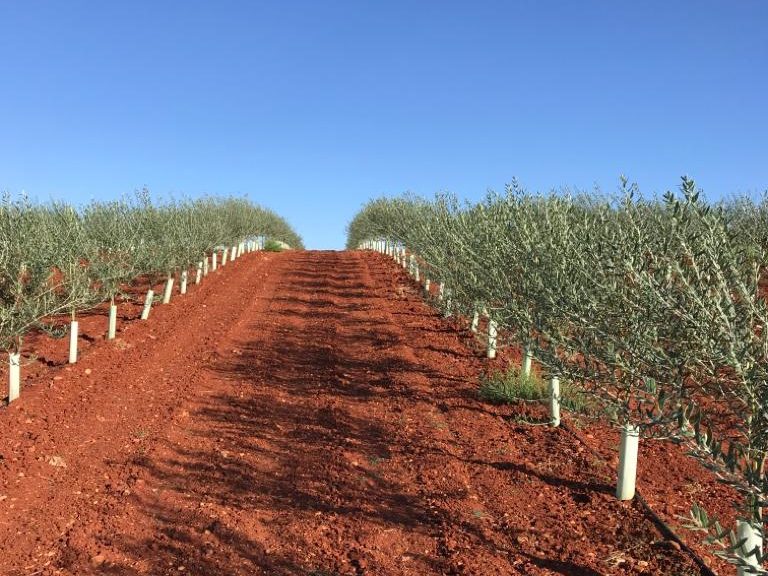 Líneas de olivar joven con protectores individuales sobre terreno preparado en caballón