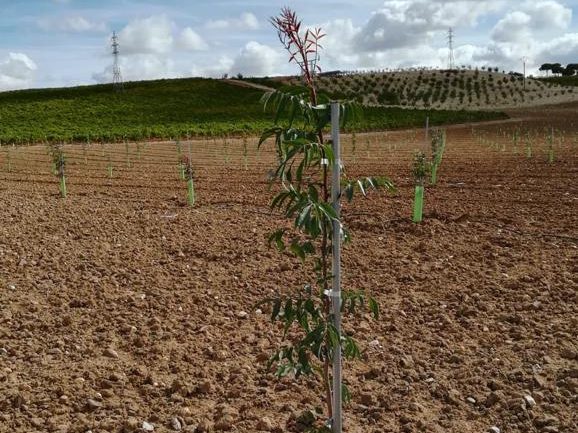 Planta joven con tutor, protector individual y línea de riego por goteo sobre terreno recién preparado