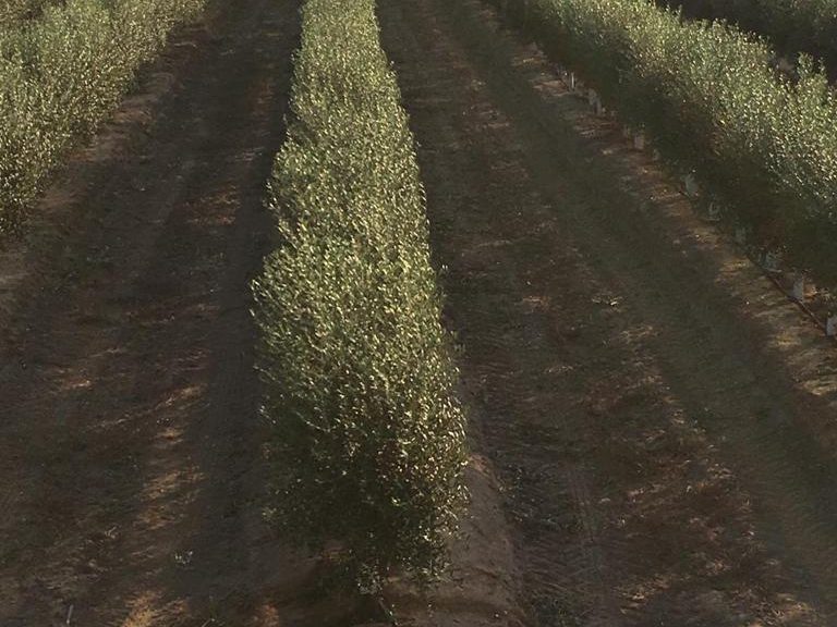 Líneas de olivar en seto en producción vistas desde la calle