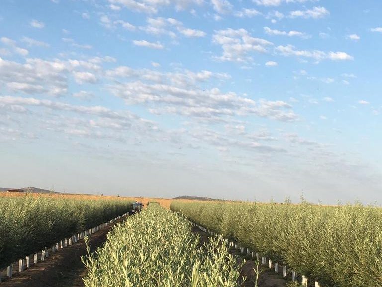 Olivar superintensivo conducido en seto con los postes de la estructura visibles