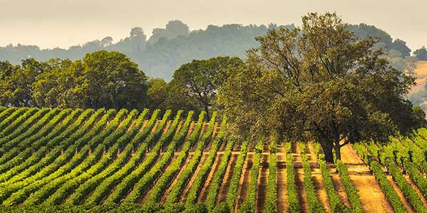 José Ortiz Lavado SL