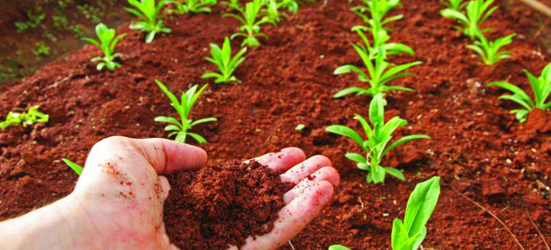 Fitosanitarios ecológicos